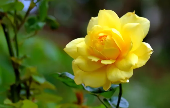 Picture rose, petals, Bud, bokeh, yellow rose