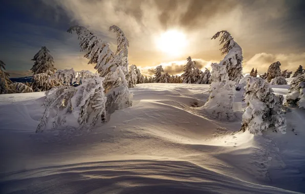 Winter, forest, the sky, clouds, light, snow, sunset, nature