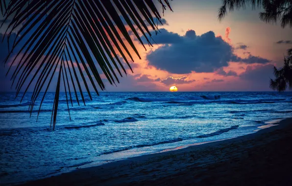 Beach, the sun, sunset, sheet, palm trees, the evening, silhouette, Barbados