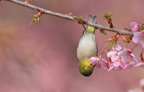 Flowers, branches, nature, pose, bird, spring, bird, pink background