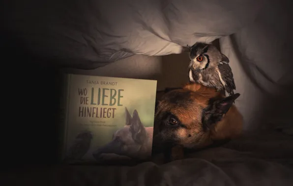 Darkness, the dark background, animal, owl, bird, dog, friendship, bed
