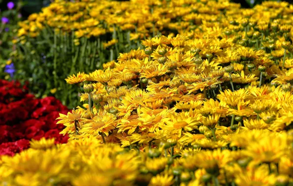 Chrysanthemum, a lot, yellow