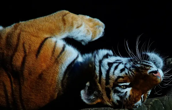 Picture cat, mustache, look, face, light, tiger, pose, darkness