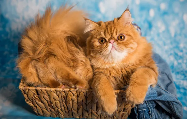 Cat, cat, look, pose, legs, jeans, red, tail