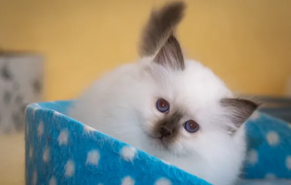 Cat, white, look, pose, kitty, box, portrait, baby