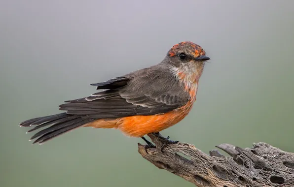 Picture bird, beak, tail, red Tyrann