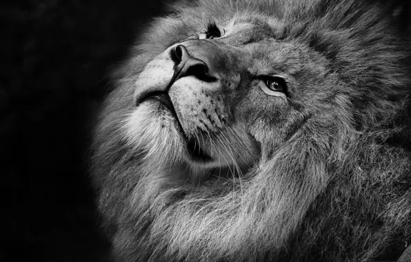 Picture cat, mane, Leo, predator
