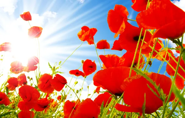 The sky, clouds, red, blue, Maki, the rays of the sun, closeup