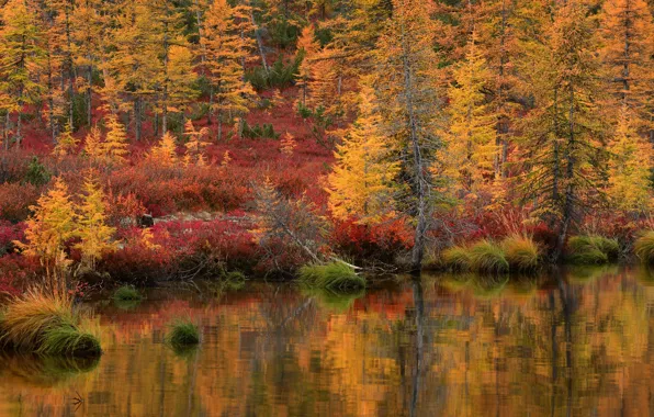 Autumn, forest, grass, landscape, nature, lake, reflection, shore