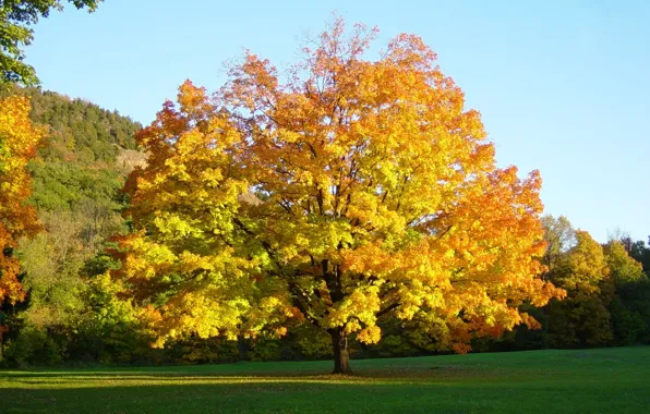 Autumn, leaves, table, tree, Wallpaper, the desktop