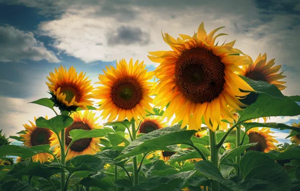 Summer, sunflowers, nature