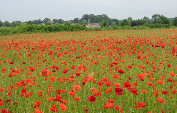 Field, flowers, Maki, poppy field