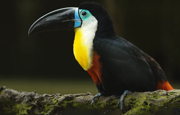 Picture bird, branch, beak, Toucan