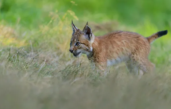 Grass, look, pose, baby, lynx, a small lynx