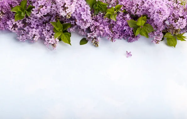 Flowers, background, lilac, spring, lilac