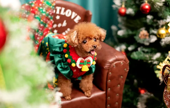 Language, look, dog, chair, Christmas, costume, collar, outfit