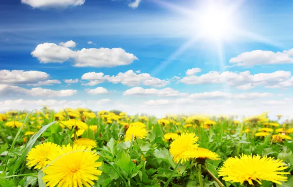 Picture the sky, the sun, spring, dandelions
