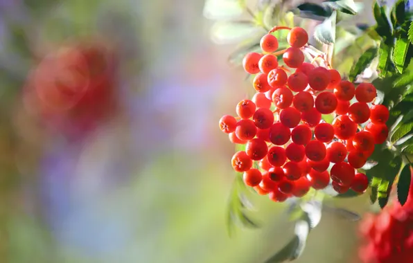 Autumn, nature, berries