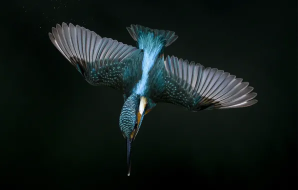 Picture flight, wings, Kingfisher, peak