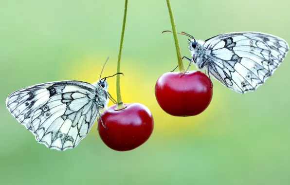 Macro, butterfly, flowers, insects, cherry, berries, background, butterfly