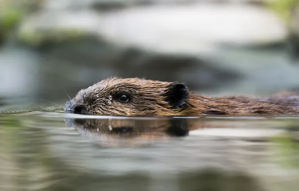 Profile, pond, swimming, rodent, beaver