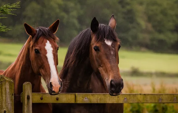 Face, horses, fence, horse, pair, corral