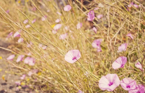 Picture grass, flowers, petals, pink