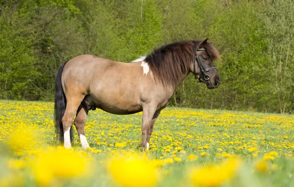 Field, nature, animal, horse, yellow flowers