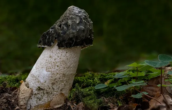 Mushroom, Morel, Beat Buetikofer