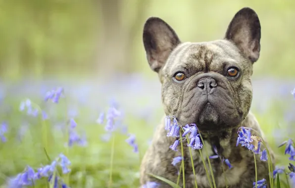 Look, face, flowers, dog, bulldog, bells, bokeh, French bulldog