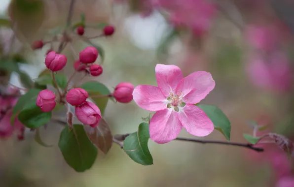Macro, flowers, branches, Apple, buds, flowering