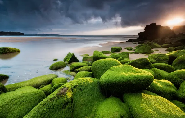 Sea, beach, the sky, the sun, clouds, light, algae, sunset
