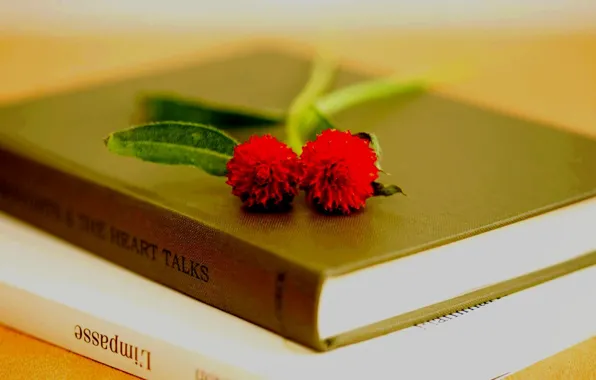Picture leaves, macro, flowers, background, books, petals, book, full screen, HD wallpapers, Wallpaper for desktop, the …