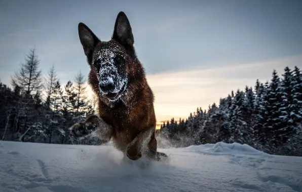 Winter, forest, snow, dog, German shepherd