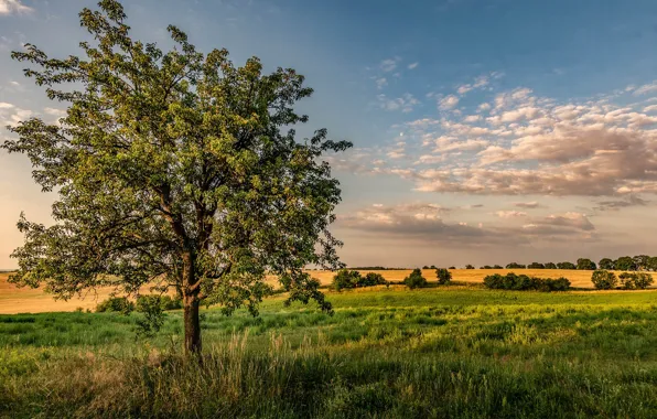 Field, clouds, trees, photo