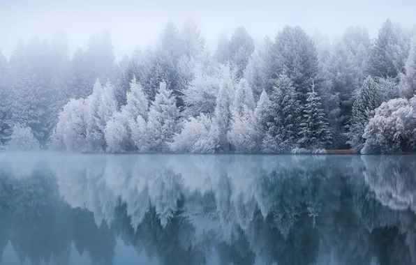 Picture winter, frost, forest, fog, lake