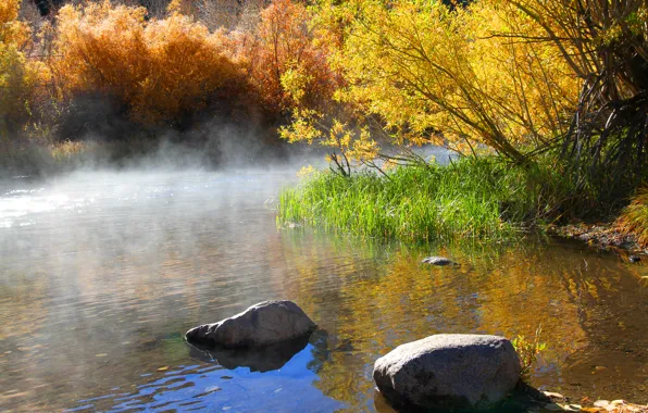 Picture autumn, trees, fog, lake, stones, morning, the bushes