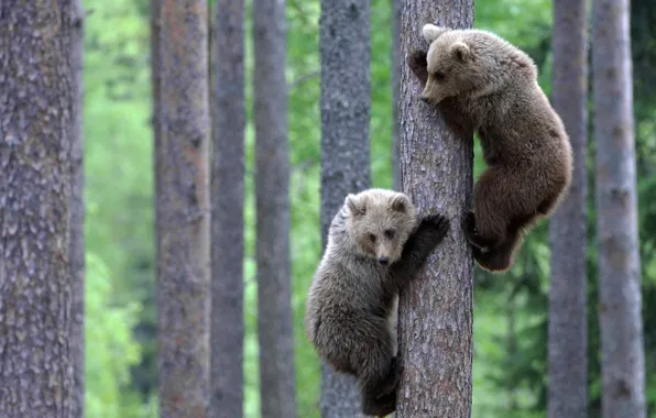 Picture PAIR, BEARS, TRUNK, WOOD
