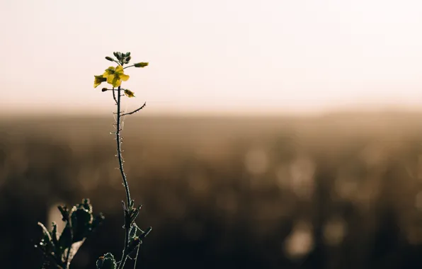 Nature, Flower, Plant, One, Nature, Flora, Plants, Flora
