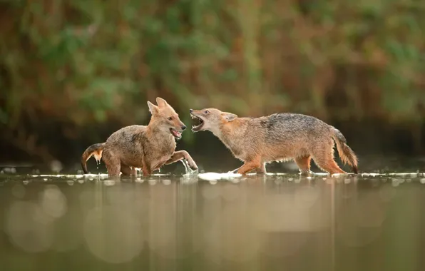 Picture fight, in the water, jackals