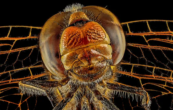 Picture head, dragonfly, insect
