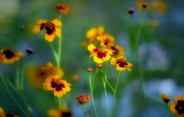 Summer, flowers, nature