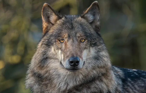 Picture look, background, wolf, predator