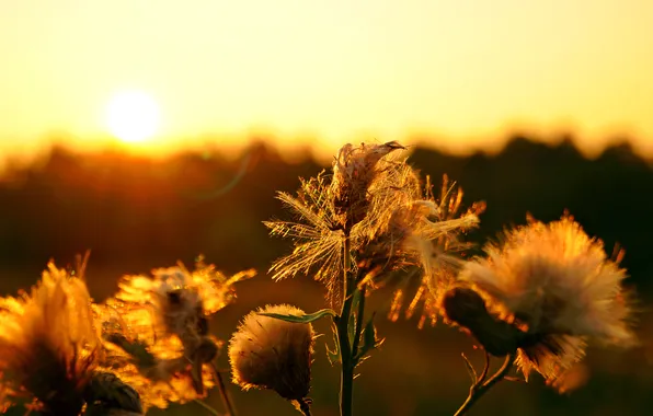 Picture field, forest, the sky, the sun, Flowers