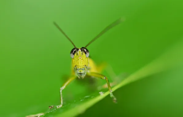 Picture eyes, background, grasshopper, antennae