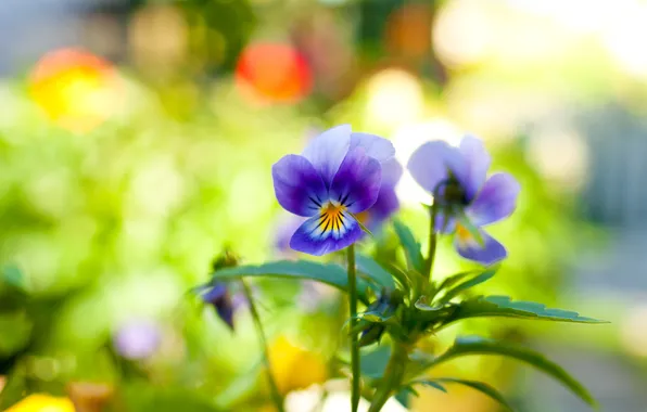 Picture summer, Pansy, Sunny