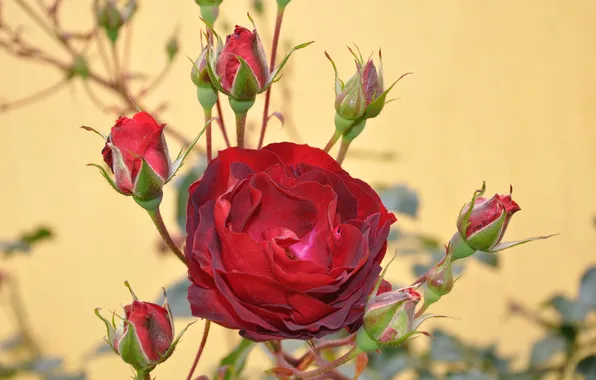 Red, background, roses, buds