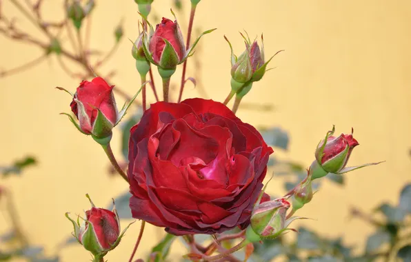 Picture background, rose, red, buds