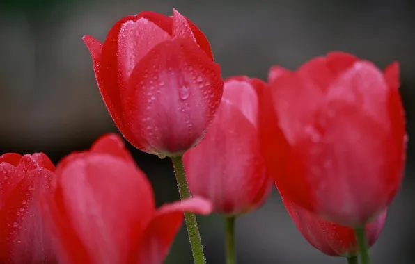 Water, drops, flowers, Rosa, tulips, red