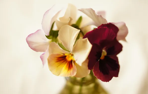 Picture bouquet, vase, Pansy, viola